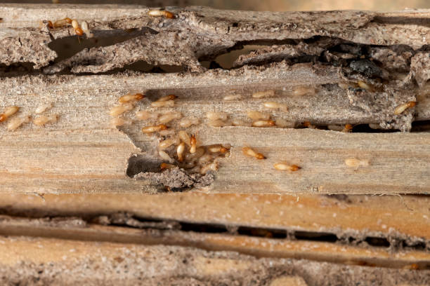 Best Ant Control Services  in Azusa, CA